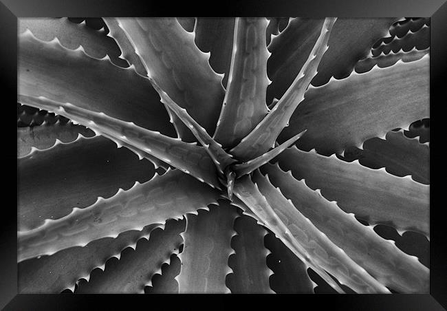 cactus Framed Print by Paul Want