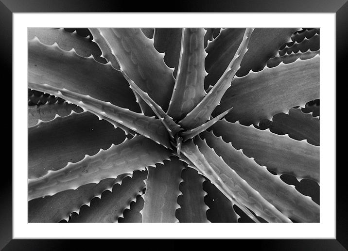 cactus Framed Mounted Print by Paul Want