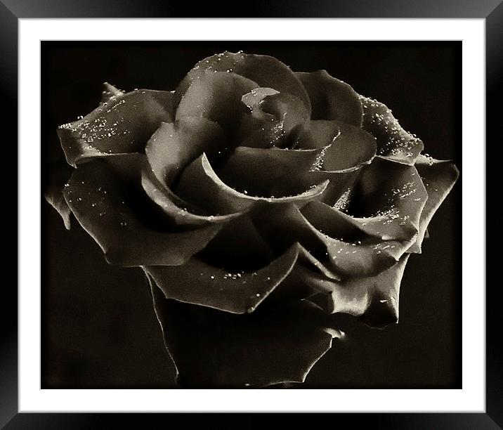 Red Rose Framed Mounted Print by Paul Want