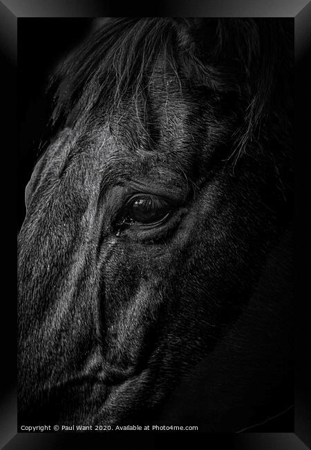 Horse Framed Print by Paul Want