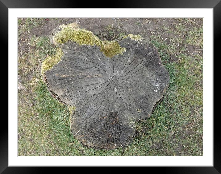 Tree Stump Framed Mounted Print by Sean Mcdonagh
