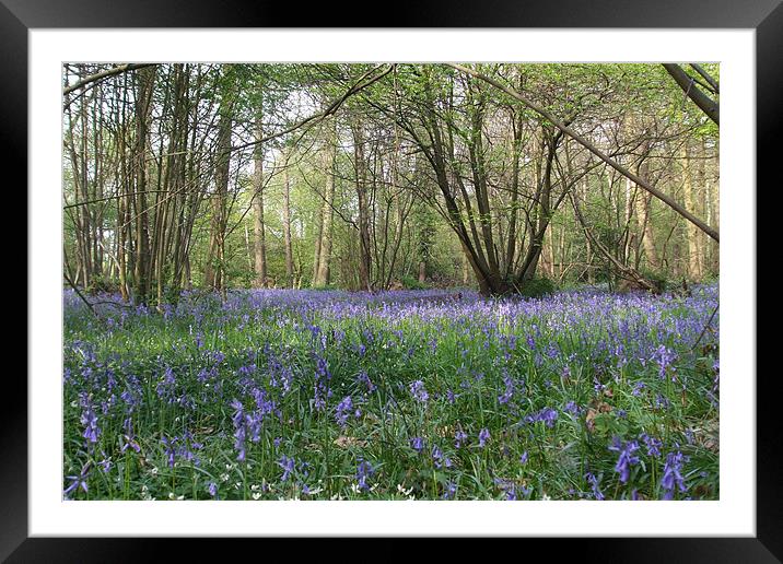 Bluebell Wood Framed Mounted Print by Ursula Keene