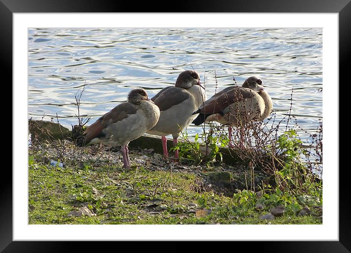 Three Egyptian Geese Framed Mounted Print by Ursula Keene