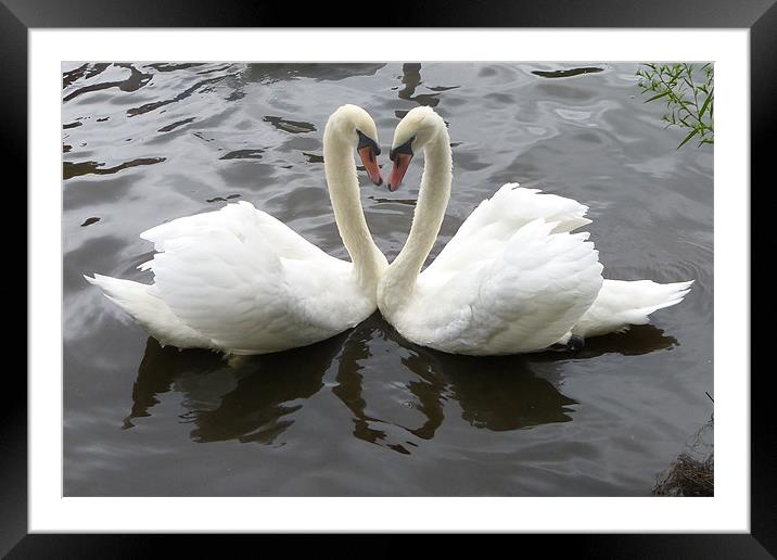 Romantic Swans Framed Mounted Print by Ursula Keene