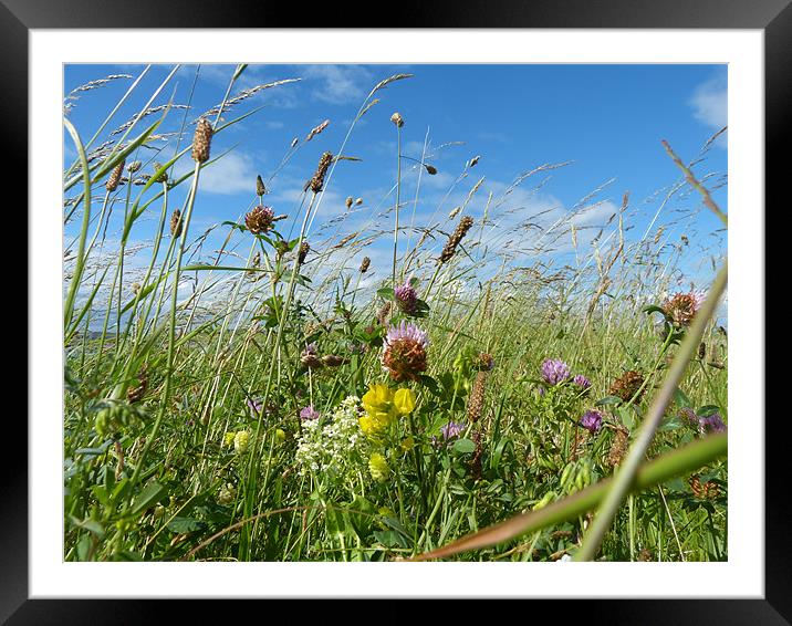 A Wild Flowering Meadow Framed Mounted Print by Ursula Keene