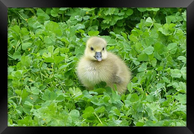 Lucky Little Gosling Framed Print by Ursula Keene