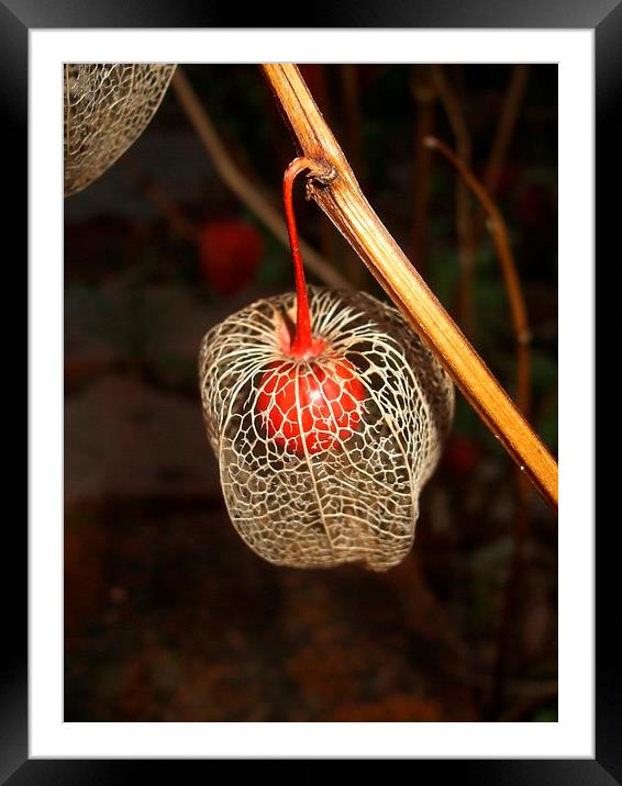 A Chinese Lantern Framed Mounted Print by Ursula Keene