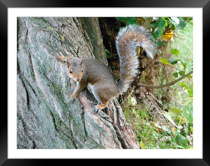 Curious Grey Squirrel Framed Mounted Print by Ursula Keene