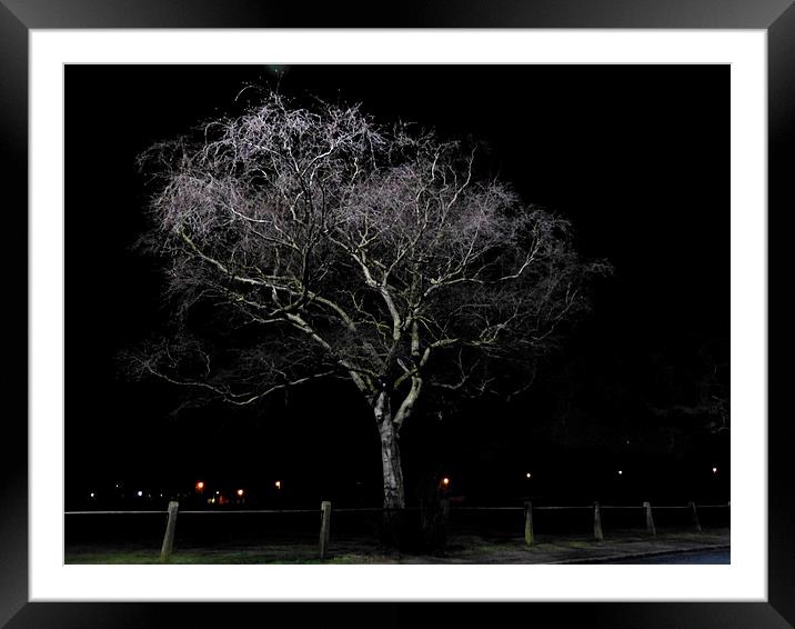 Night Time Downy Birch Tree Framed Mounted Print by Ursula Keene