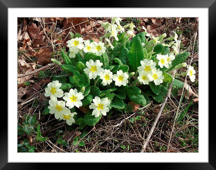 Primroses in the Wild Framed Mounted Print by Ursula Keene