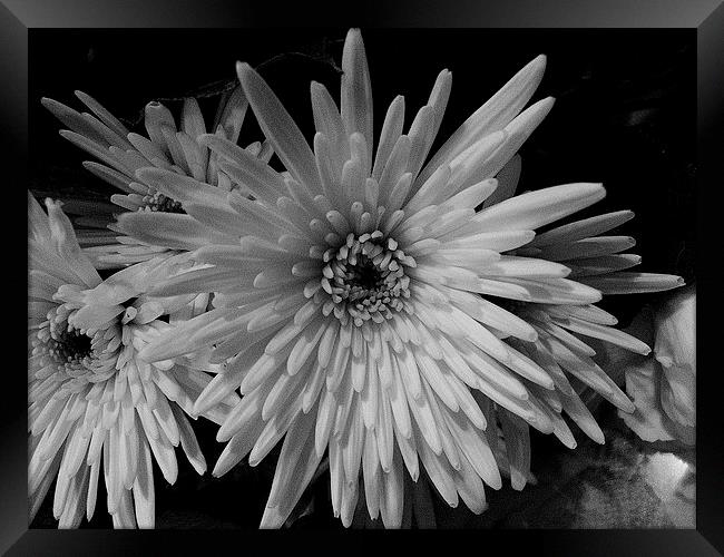 White Chrysanthemum Framed Print by Ursula Keene