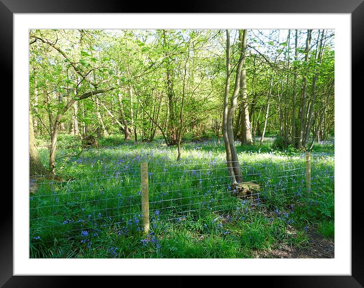 Bluebells amongst the Trees Framed Mounted Print by Ursula Keene