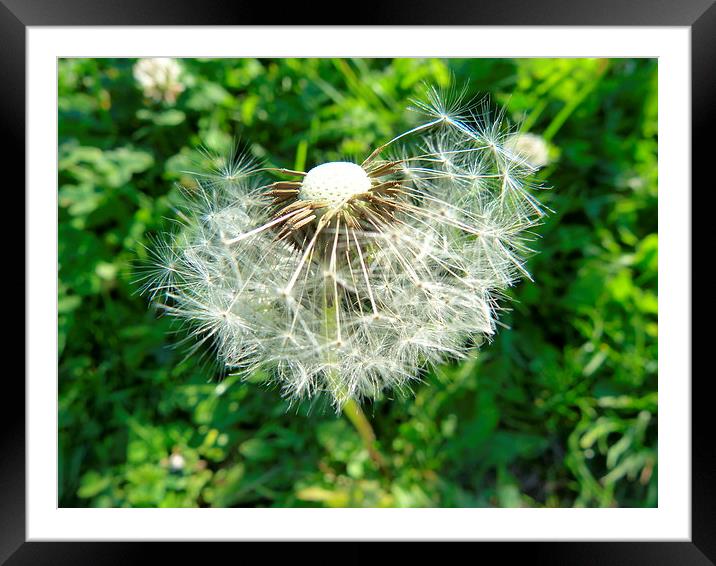 Make Another Wish Framed Mounted Print by Ursula Keene