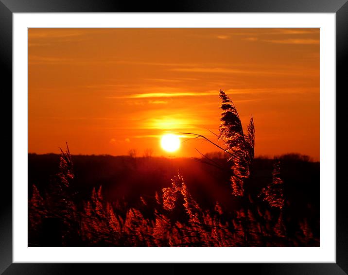 REED SUNSET Framed Mounted Print by Ursula Keene