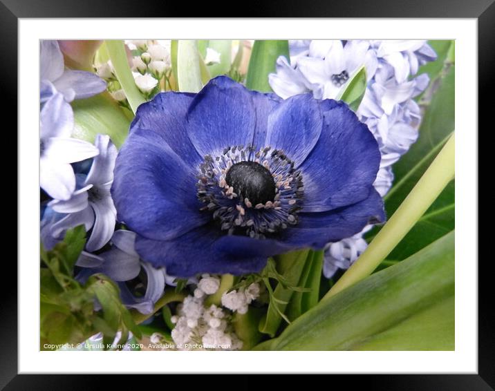 Blue Anemone flower Framed Mounted Print by Ursula Keene