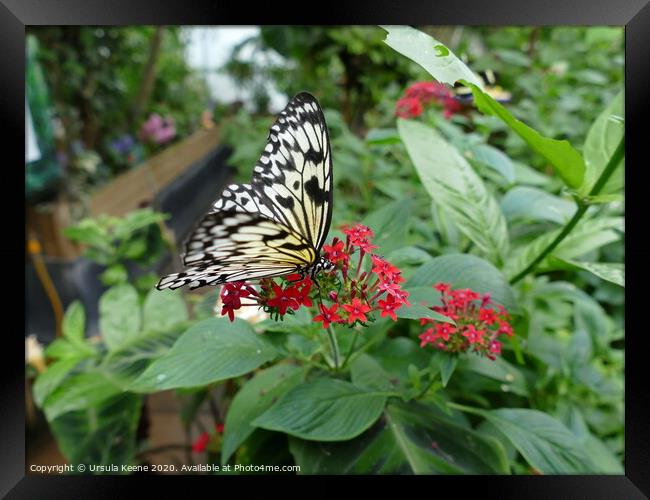 Paper Kite Tropical Butterfly Framed Print by Ursula Keene