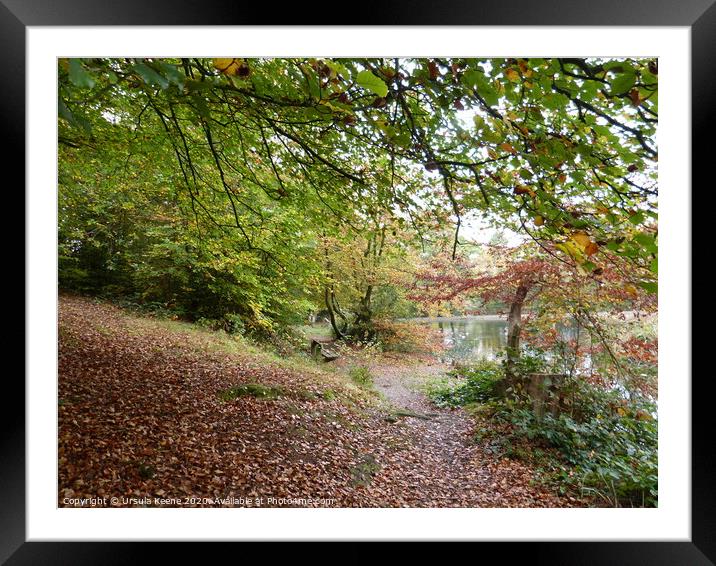 Walk by Keston Ponds in the autumn Framed Mounted Print by Ursula Keene