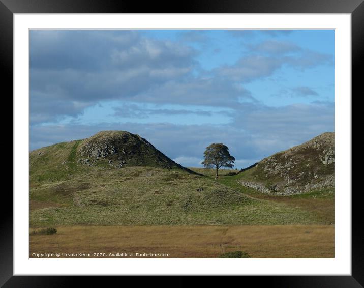 Sycamore Gap Tree Framed Mounted Print by Ursula Keene
