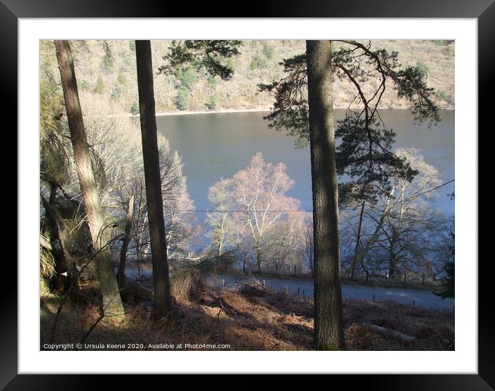 Through the trees to Caban Coch Reservoir  Framed Mounted Print by Ursula Keene