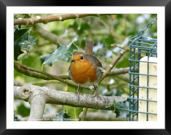 Cheeky robin in parents garden  Framed Mounted Print by Ursula Keene