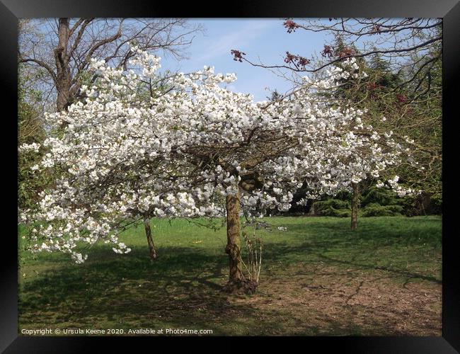 Apple blossom in Kent Framed Print by Ursula Keene
