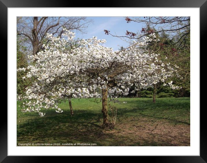 Apple blossom in Kent Framed Mounted Print by Ursula Keene