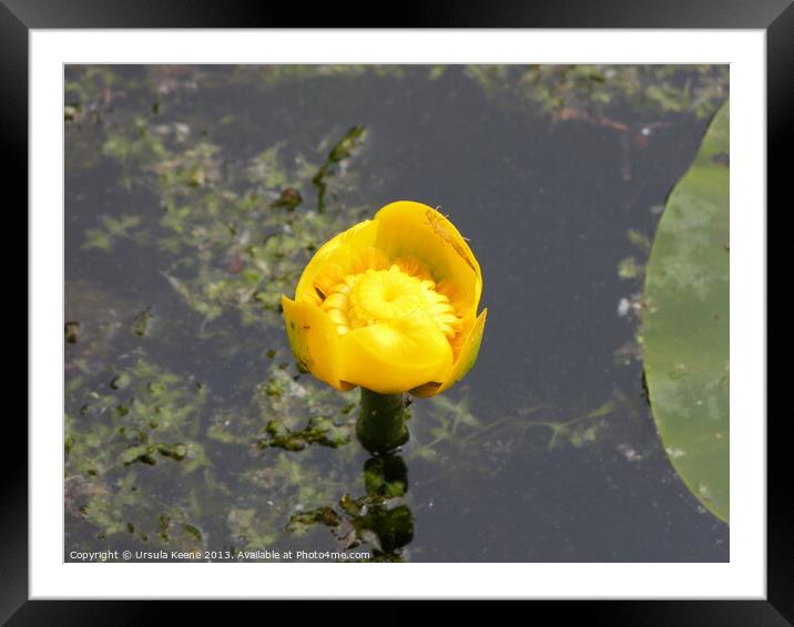 Yellow water lily Framed Mounted Print by Ursula Keene