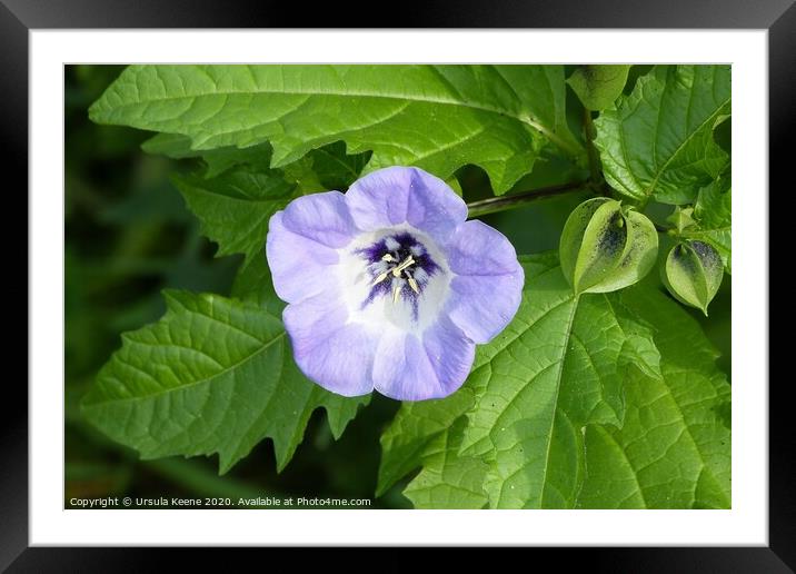 Nicandra Physalodes Apple of Peru, Shoo fly plant Framed Mounted Print by Ursula Keene