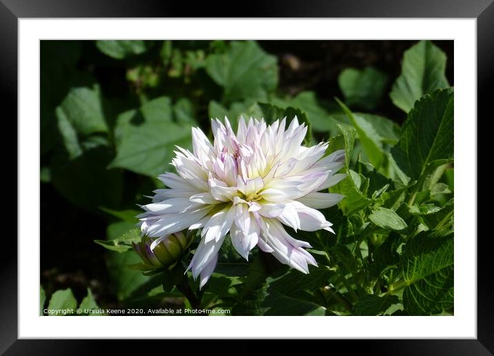 Dahlia 'Crazy Love'  Framed Mounted Print by Ursula Keene