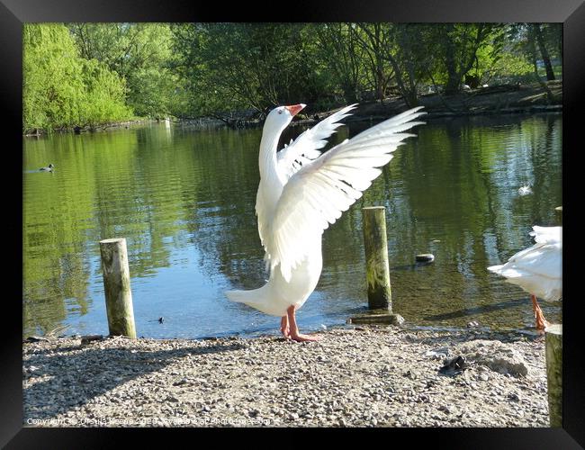 Goose working out  Framed Print by Ursula Keene