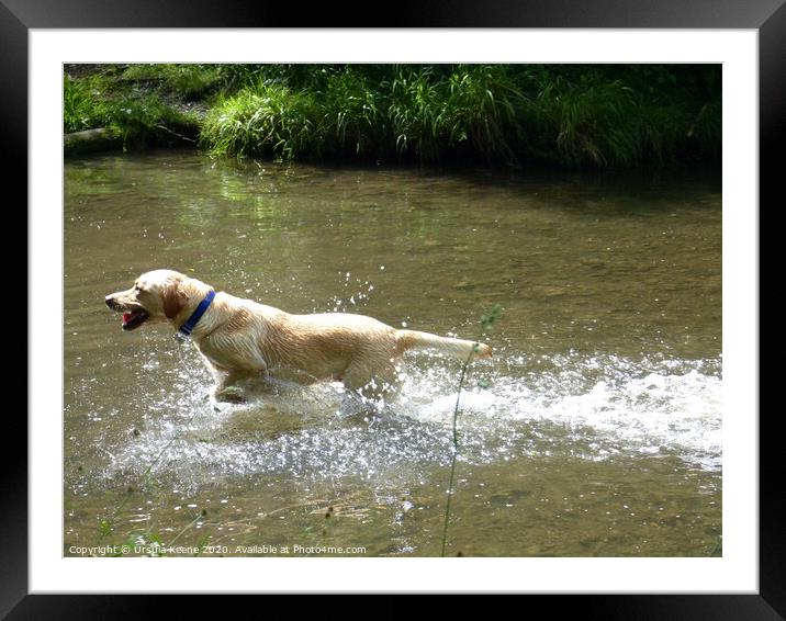 Golden Labrador Splashing Around Framed Mounted Print by Ursula Keene