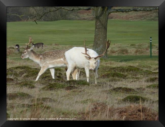 White Hart at Knole Park Sevenoaks Framed Print by Ursula Keene