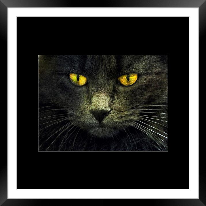 Look Into My Eyes Framed Mounted Print by clint hudson
