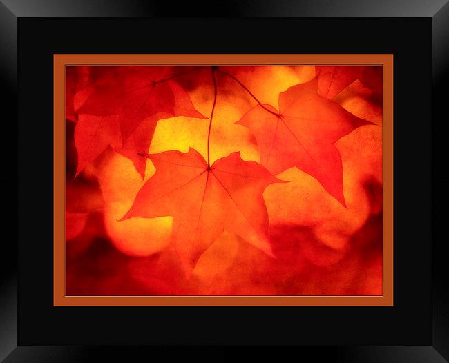 Autumn Sunrise Framed Print by clint hudson