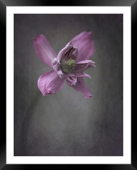  Clematis Framed Mounted Print by clint hudson