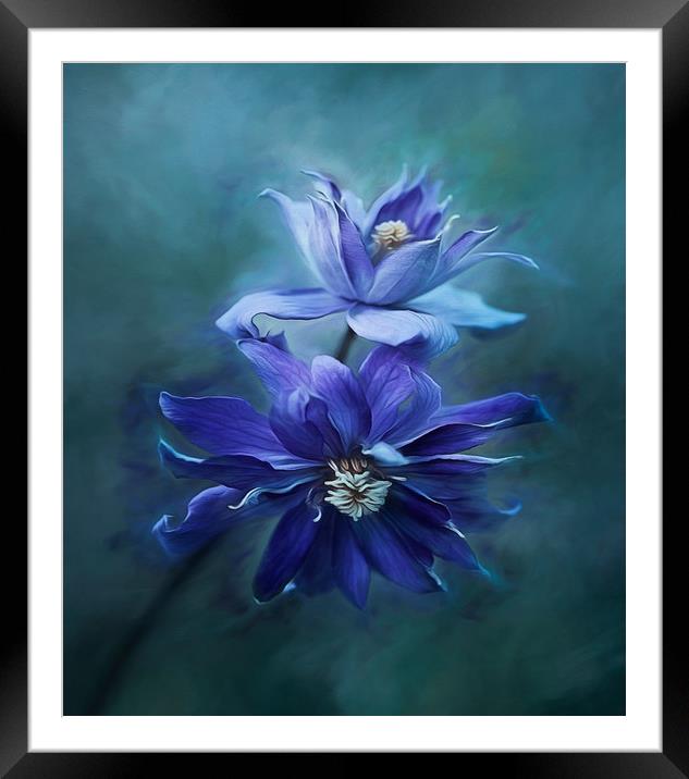Clematis Blue Framed Mounted Print by clint hudson