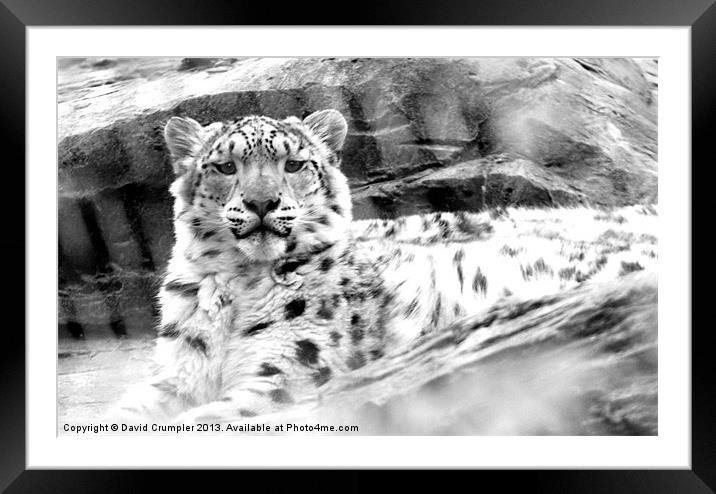The Happy Snow Leopard Framed Mounted Print by David Crumpler