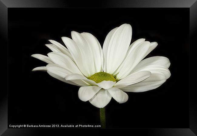 white daisy Framed Print by Barbara Ambrose