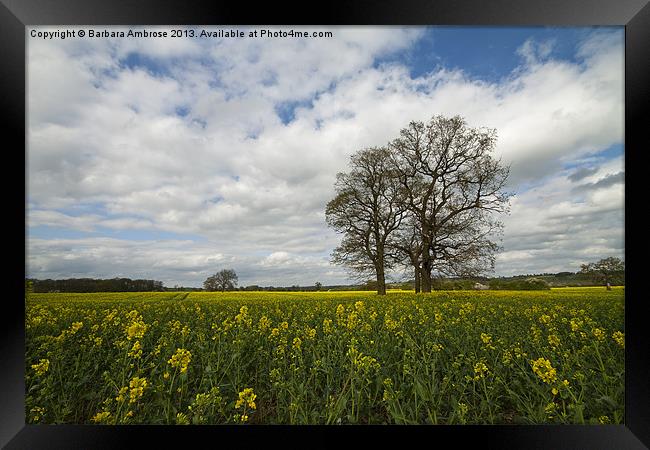 A field of gold Framed Print by Barbara Ambrose