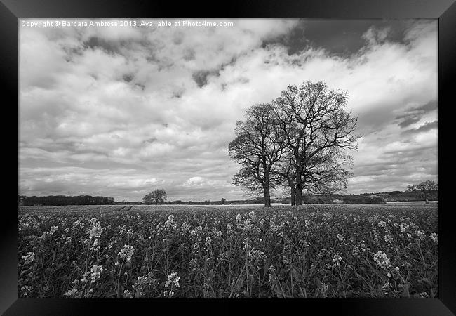 A field of gold/mono Framed Print by Barbara Ambrose