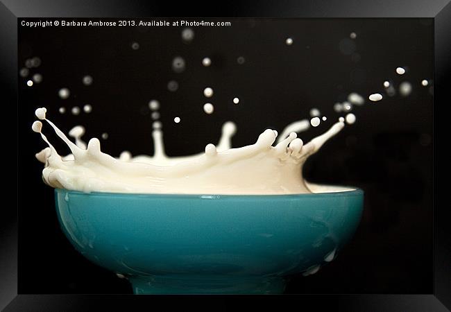 Milk Splash Framed Print by Barbara Ambrose