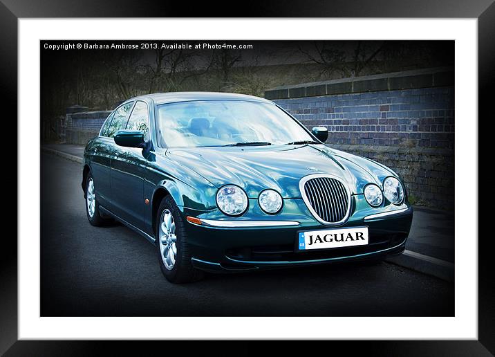 Jaguar~s type Framed Mounted Print by Barbara Ambrose