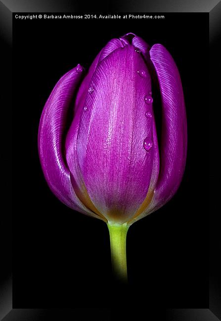 Tulip Framed Print by Barbara Ambrose