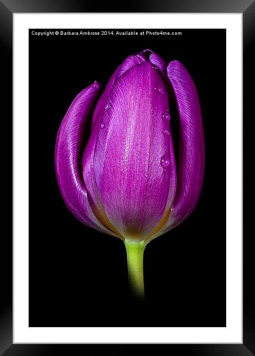 Tulip Framed Mounted Print by Barbara Ambrose