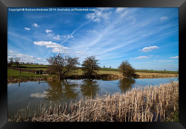 Along the canal Framed Print by Barbara Ambrose