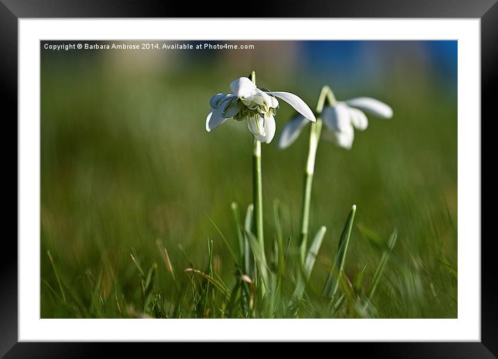 Snowdrops Framed Mounted Print by Barbara Ambrose