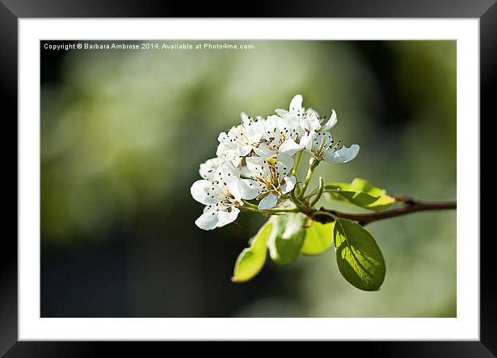 Blossom time Framed Mounted Print by Barbara Ambrose
