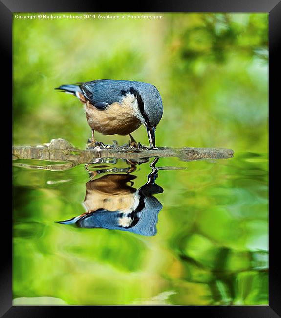 Nuthatch reflections Framed Print by Barbara Ambrose