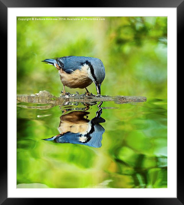 Nuthatch reflections Framed Mounted Print by Barbara Ambrose