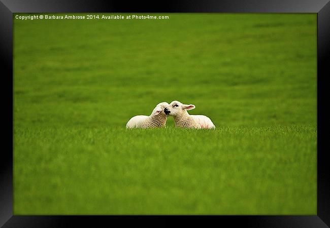 Brotherly love Framed Print by Barbara Ambrose